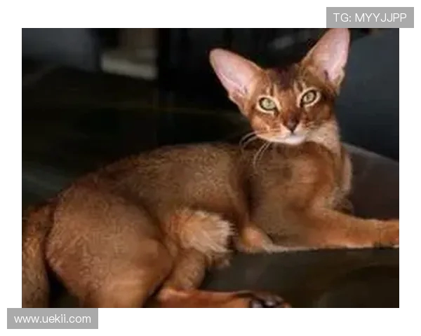 巴舒亚伊痛失爱猫 Kiyo:那个拼尽全力守护的小天使,终究离开了 巴舒亚伊痛失爱猫 Kiyo:那个拼尽全力守护的小天使,终究离开了